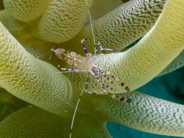 Spotted Cleaner Shrimp IMG 7300 - Version 2